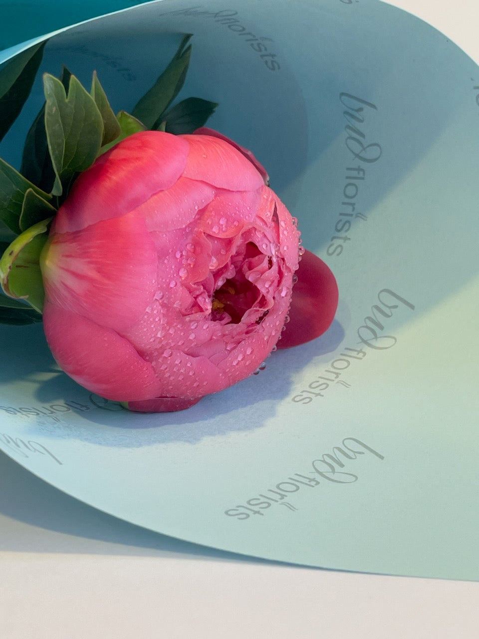 Single pink peony stem wrapped in Bud Florists paper