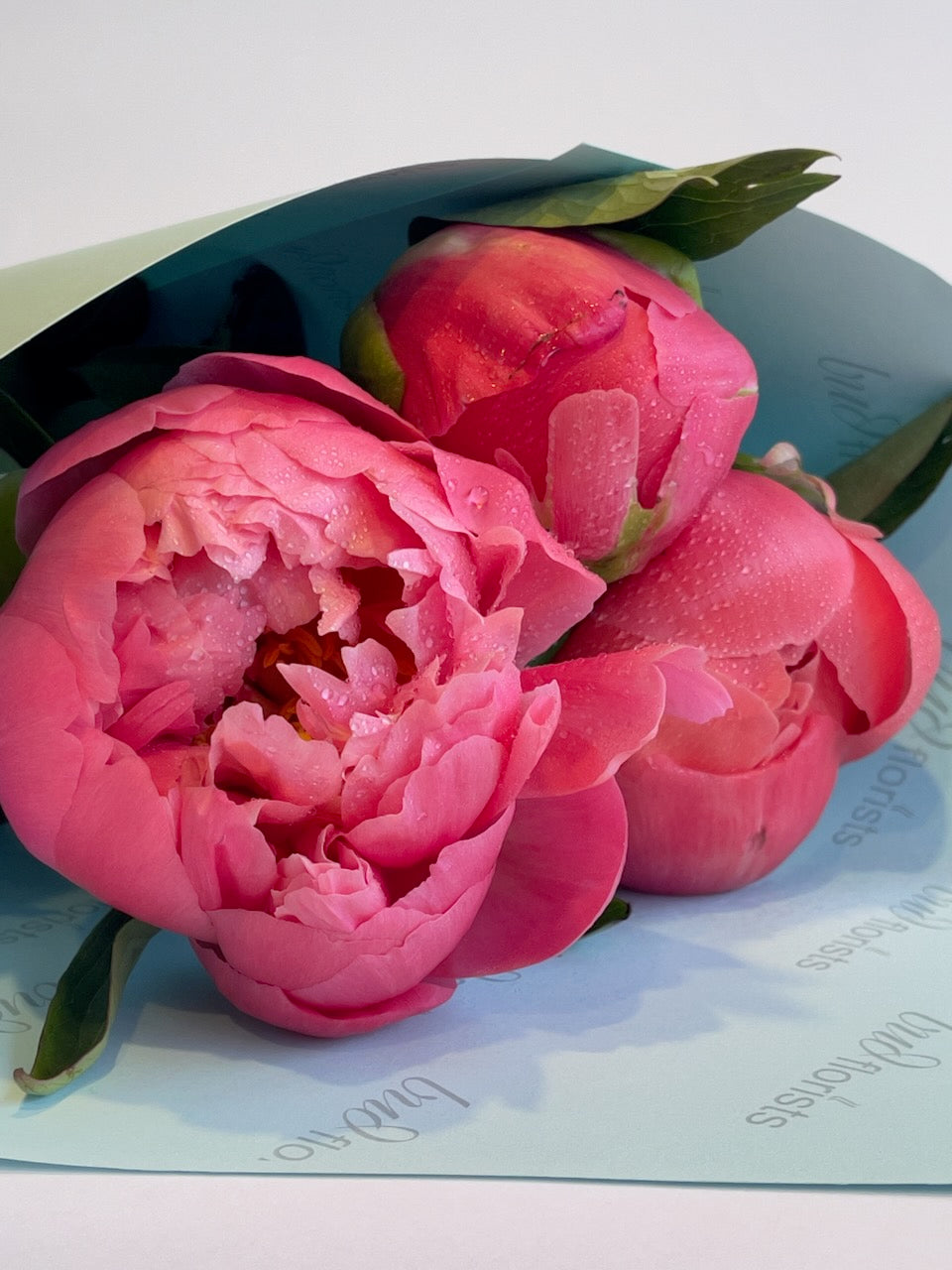 Three pink peony stems with buds, wrapped in Bud Florists paper