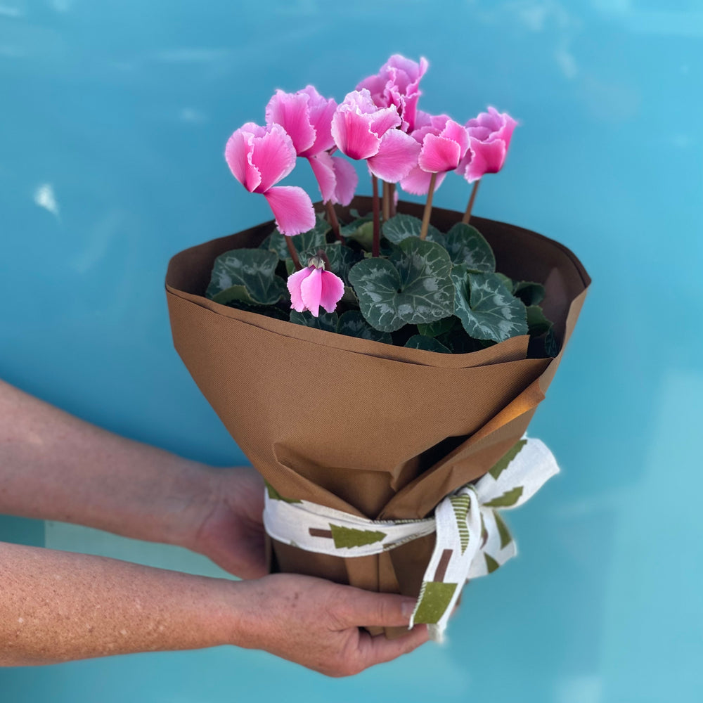 
            
                Load image into Gallery viewer, Mother&amp;#39;s Day Pot Plants
            
        